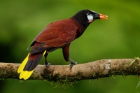 Vlhovec aztecky - Psarocolius montezuma - Montezuma Oropendola o5590